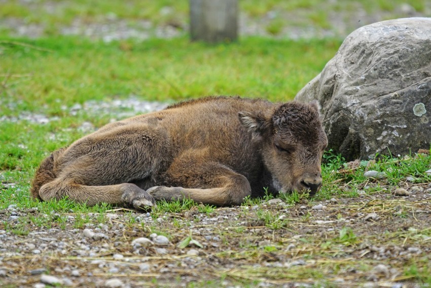 bison calf grass lying stone wallpaper PNG files with transparent backdrop