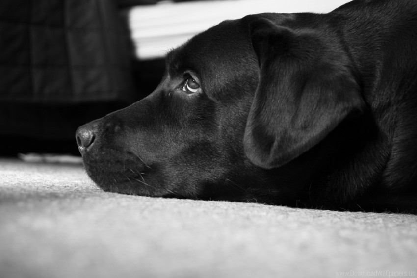 black and white labrador peter the best dog wallpaper Transparent PNG image free