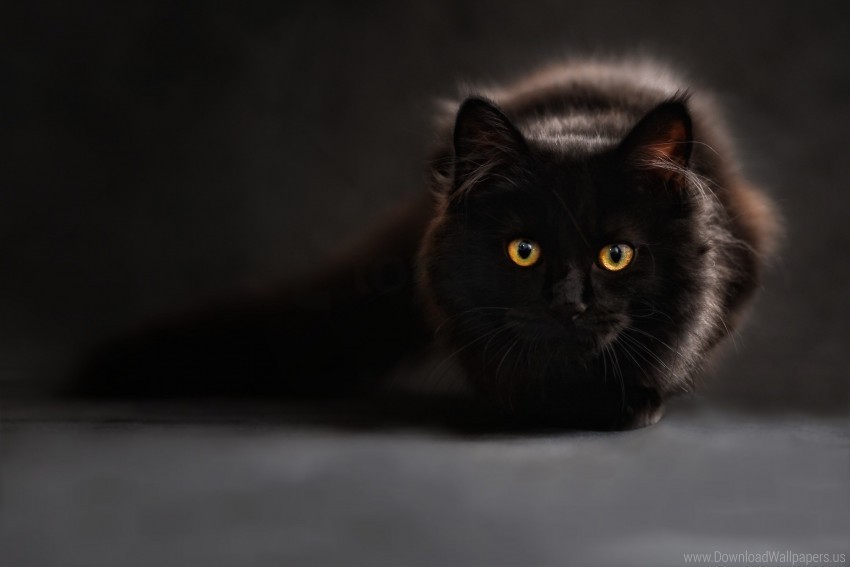 black cat eyes shadow wallpaper PNG Image Isolated with Clear Transparency