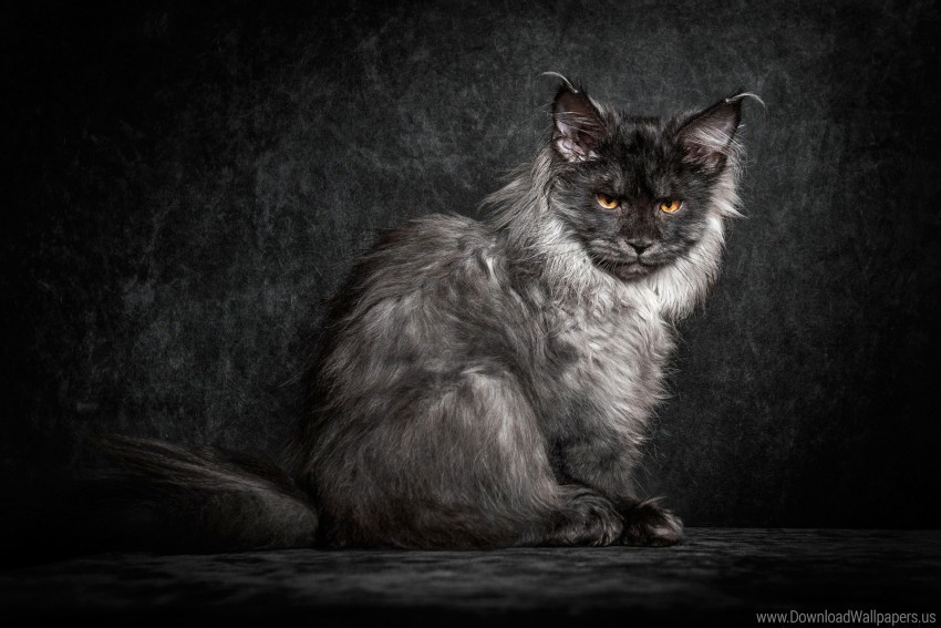 black cat kitten maine coon wallpaper Isolated Design in Transparent Background PNG