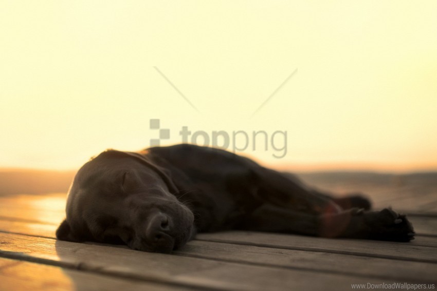 black dog dream face wallpaper Background-less PNGs
