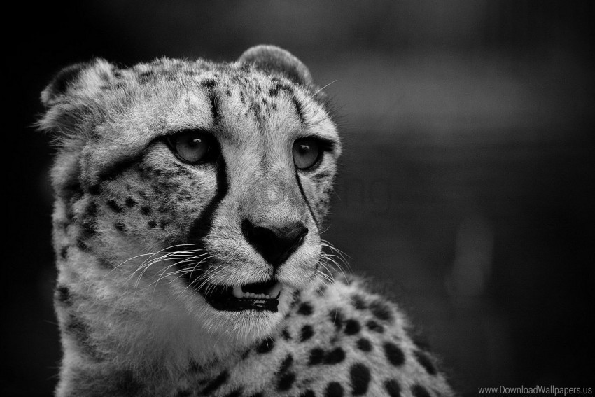 black white cheetah mutation muzzle teeth wallpaper PNG clear background