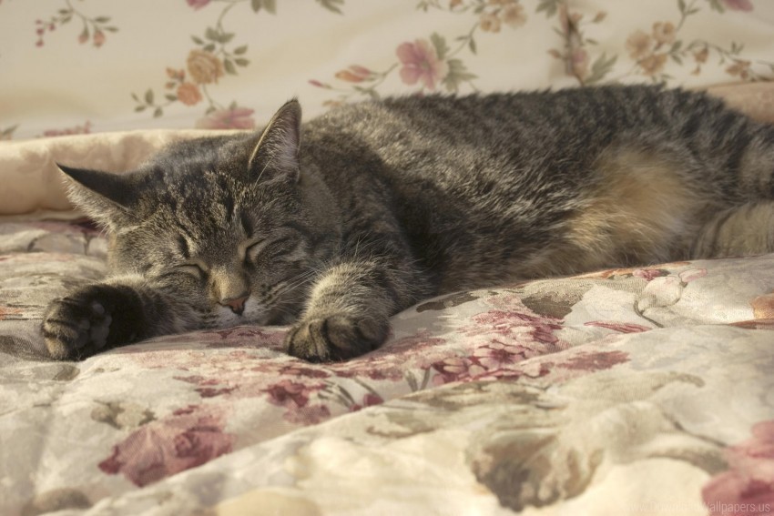 blanket cat lying sleeping wallpaper Transparent Background Isolation in PNG Format