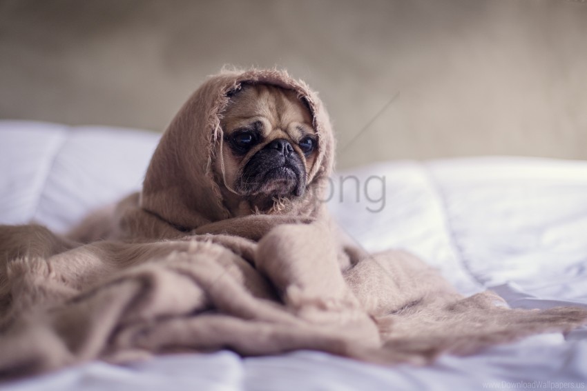 blanket dog pug wallpaper PNG Image with Transparent Cutout