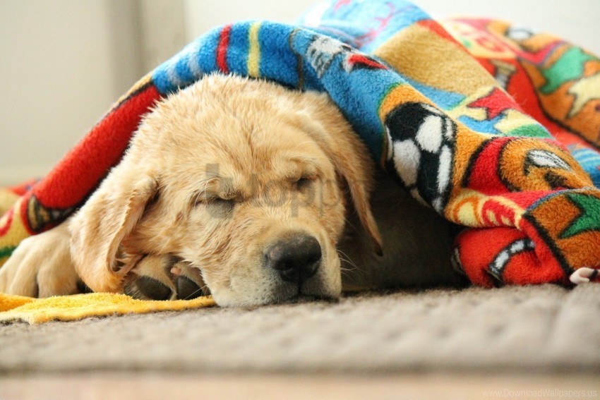 blankets dog labrador muzzle sleeping wallpaper Transparent PNG Isolated Object with Detail