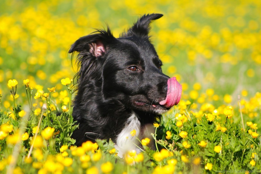 blue buttercups dog tongue licks field flowers green yellow wallpaper PNG Isolated Subject with Transparency