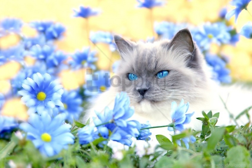 blue cat eyes flowers furry grass lie wallpaper PNG pictures with alpha transparency