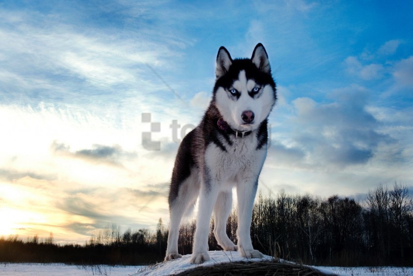 blue dogs husky sky snow wallpaper PNG transparent design