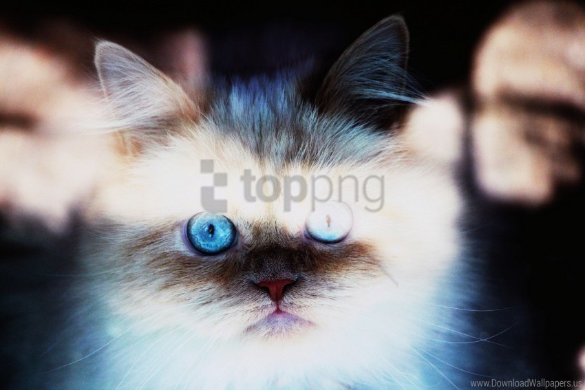 blue-eyed cat fluffy kitten wallpaper PNG files with clear background variety