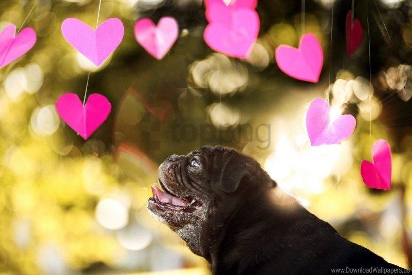 blur bulldog dog heart wallpaper Free PNG images with alpha channel