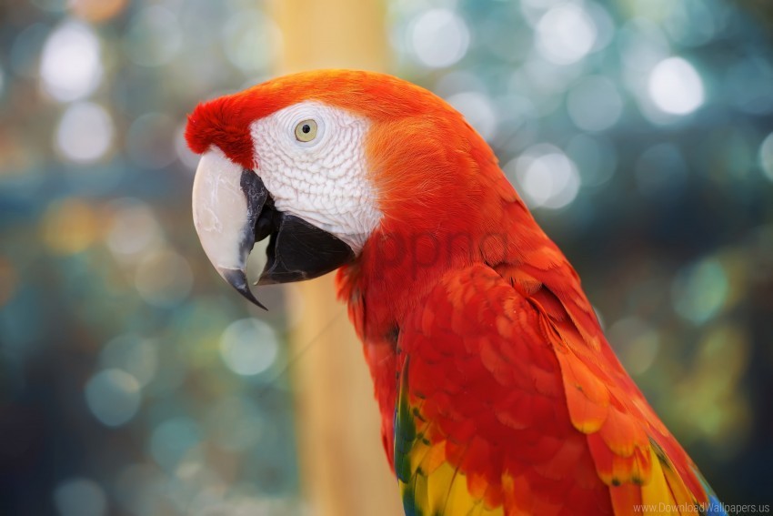 blur color parrot wallpaper Transparent PNG Isolated Item with Detail