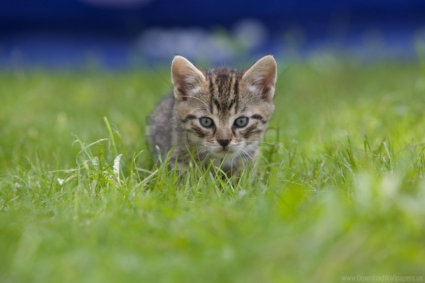 blur grass kitten view wallpaper PNG Image with Isolated Graphic