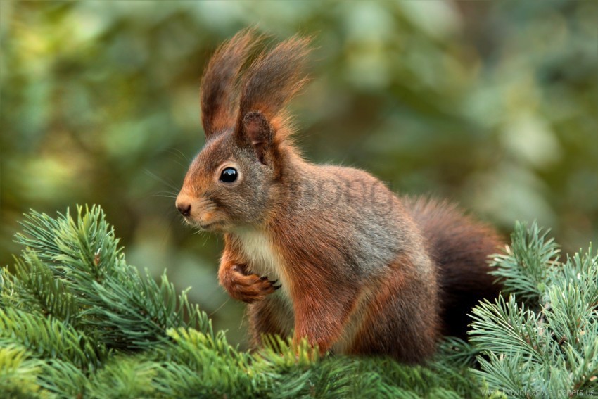 blur spruce squirrel wallpaper Isolated Item on Clear Background PNG