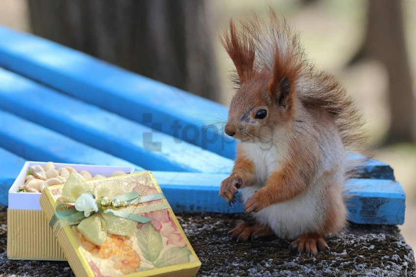 Blurred Box Gift Squirrel Wallpaper Clear PNG Image