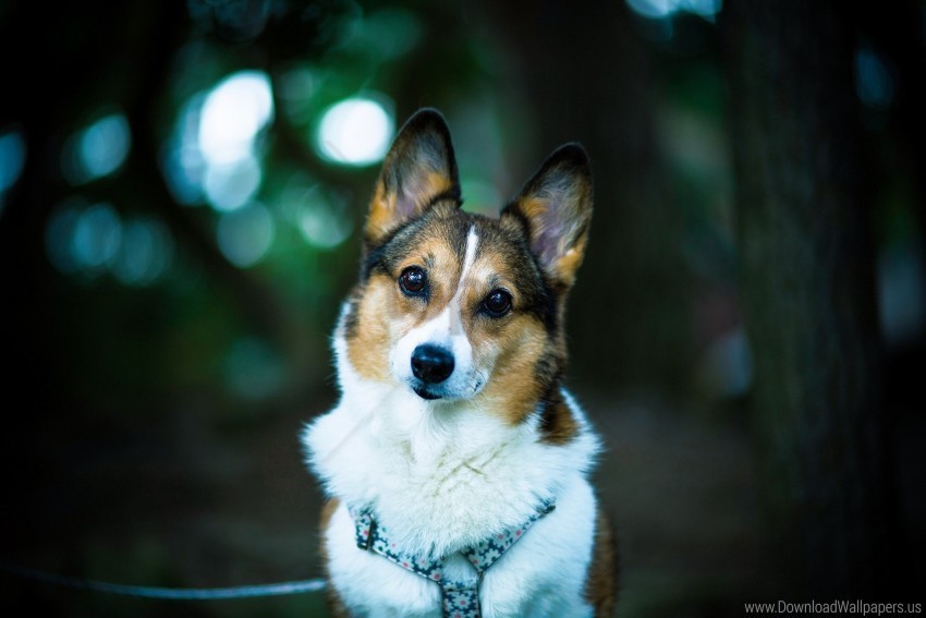 Blurred Dog Ears Eyes Muzzle Wallpaper ClearCut Background PNG Isolated Subject