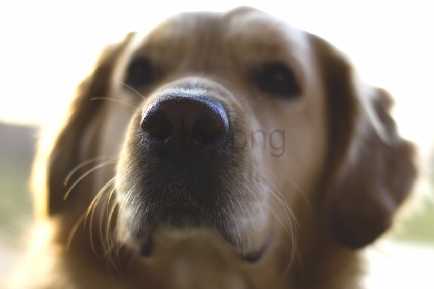 blurred dog golden retriever nose wallpaper PNG images with no background assortment