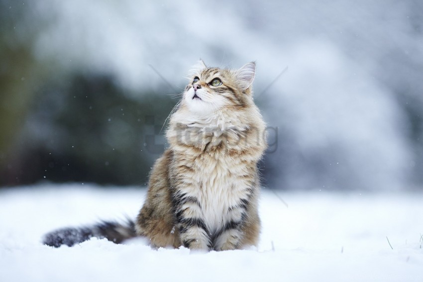 blurring cats fluffy snow wallpaper PNG images with no royalties