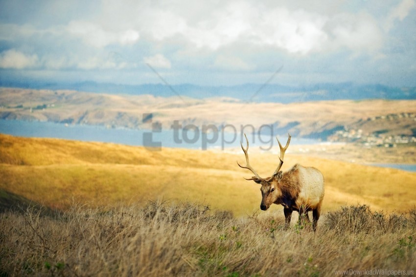 blurring deer grass mountains wallpaper Transparent PNG Isolated Object Design