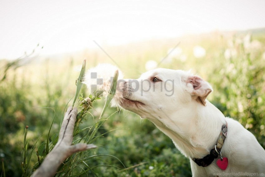 blurring dogs face feathers grass wallpaper PNG Graphic with Isolated Design