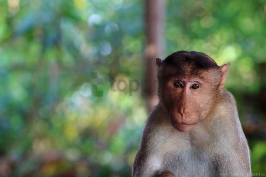 blurring face monkey wallpaper PNG Graphic with Isolated Transparency