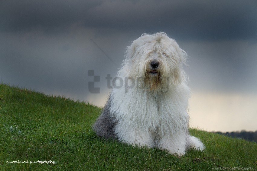 bobtail dog grass nature old english sheepdog wallpaper PNG pictures with no backdrop needed