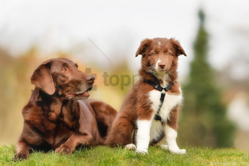 border collie brown dog labrador puppy wallpaper Clear background PNG images comprehensive package