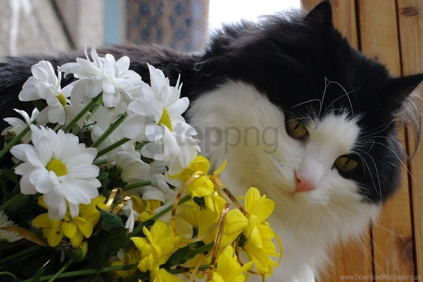 bouquet cat face flowers furry wallpaper Isolated PNG on Transparent Background