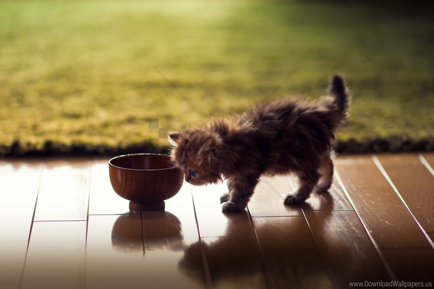 bowl fluffy kitten shadow wallpaper PNG Image with Transparent Isolated Graphic