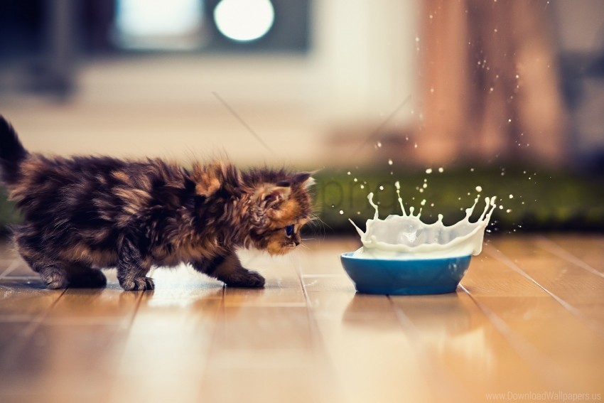 bowl kitten milk spray wallpaper PNG with transparent background free