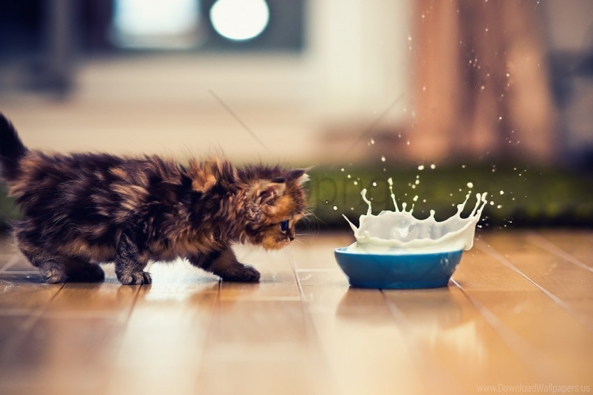 Bowl Kitten Milk Spray Wallpaper PNG With Transparent Background Free