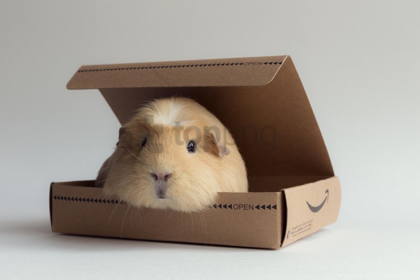box guinea pig rodent wallpaper PNG Image Isolated with Clear Background