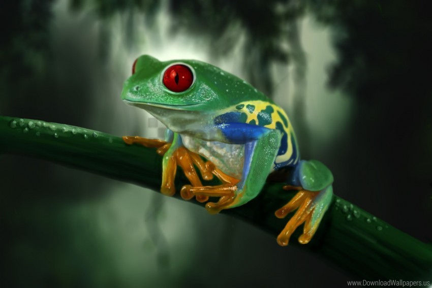 branch colorful frog wallpaper Transparent PNG graphics archive