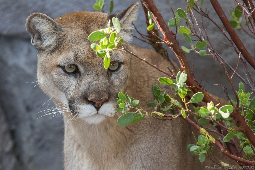 branch cougar predator puma wild cat wallpaper PNG Graphic with Clear Isolation
