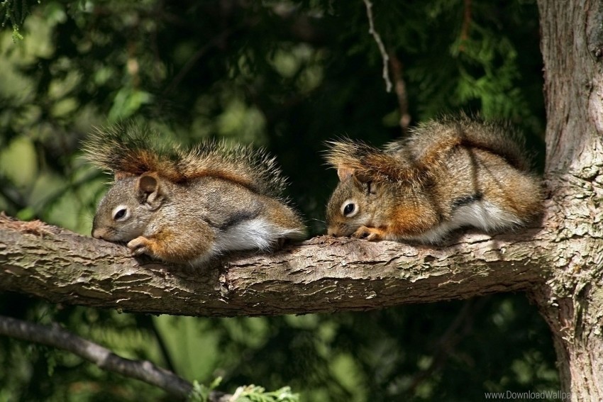 branch couple lie squirrels tree wallpaper Isolated Item on HighQuality PNG