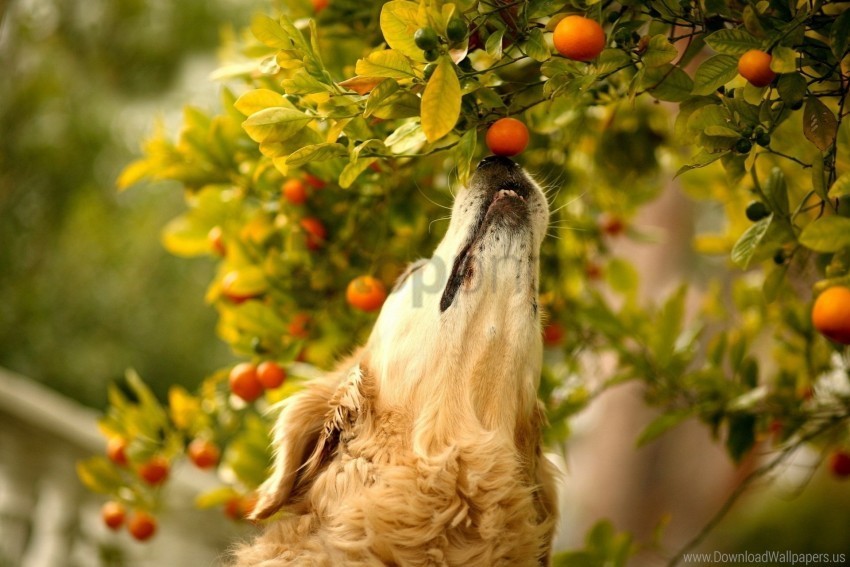 branch curiosity dog muzzle tangerines wallpaper Clean Background Isolated PNG Illustration