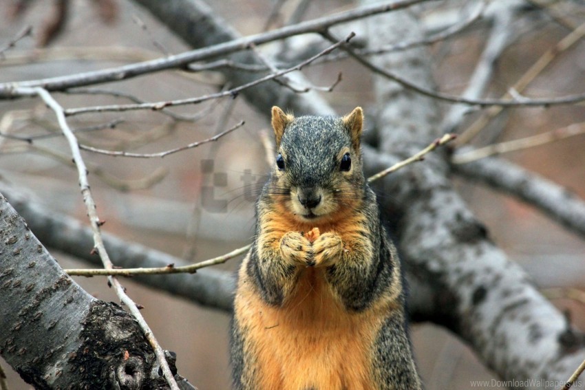 branch food sit squirrel wallpaper PNG images with no background essential