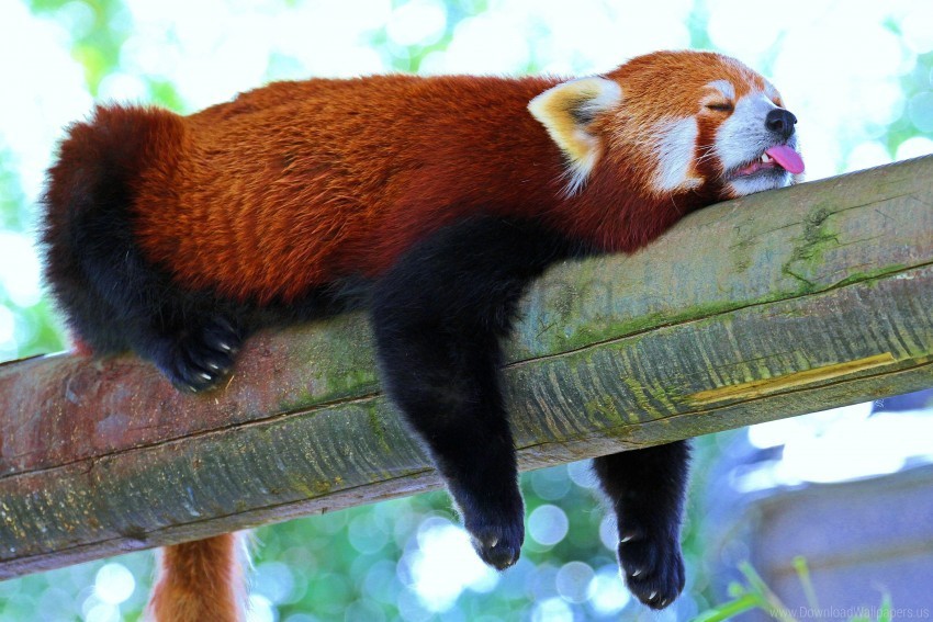 branch lesser panda panda red panda rest sleep wallpaper PNG images with no royalties