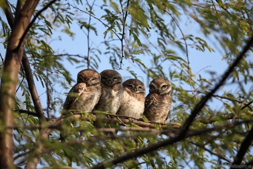 branch owl tree wallpaper PNG with Isolated Object