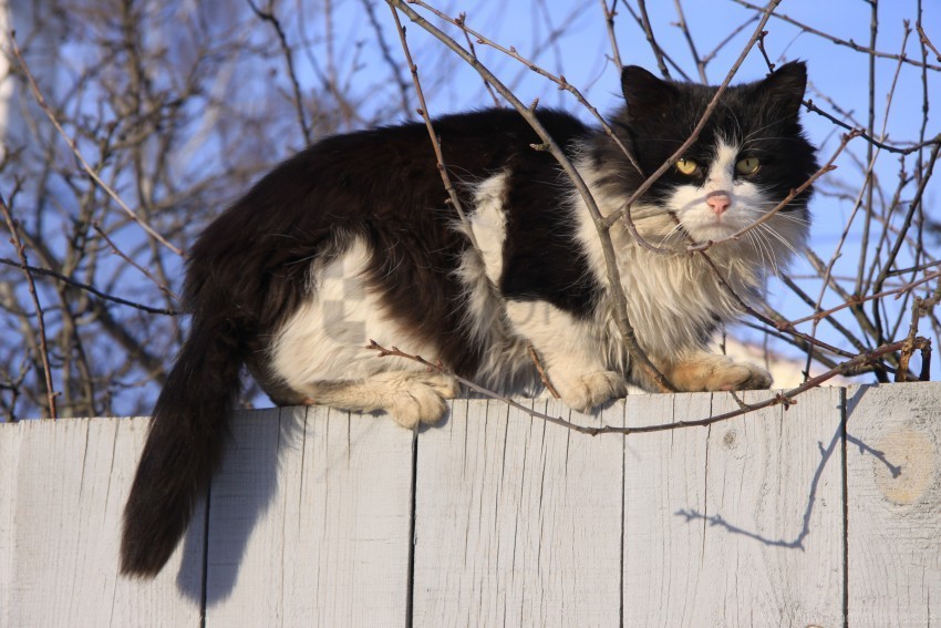 branches cat fence sit wallpaper PNG clipart