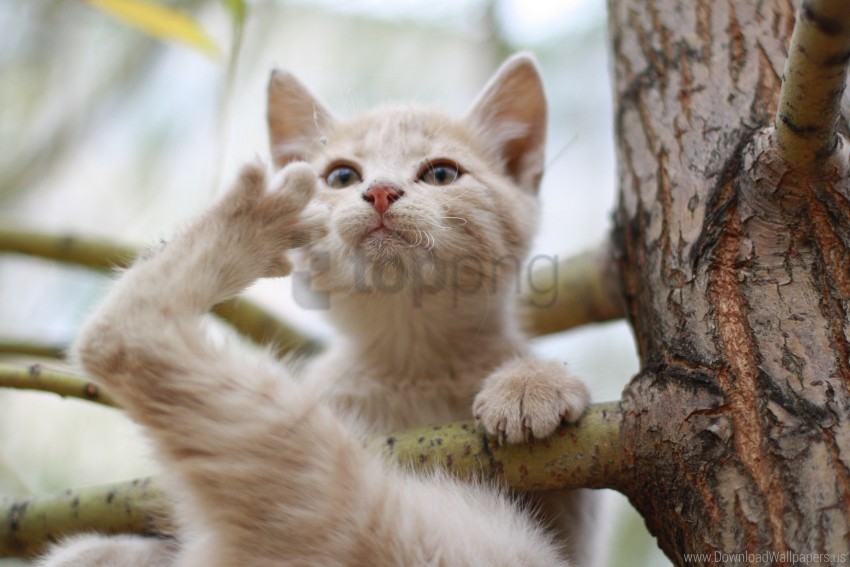 branches kitten sit wallpaper PNG files with transparency