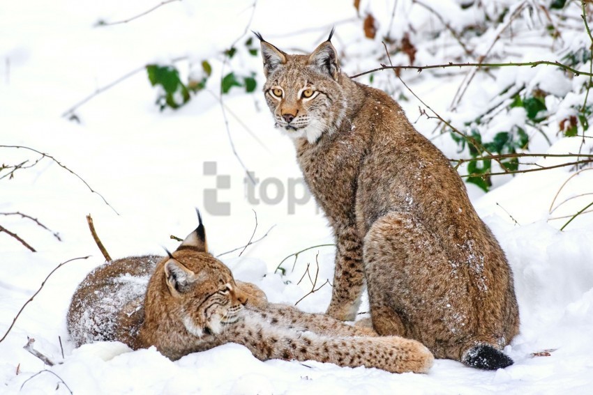 branches lynx snow wallpaper Isolated Object in Transparent PNG Format