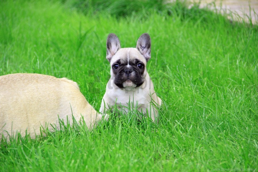 brand french bulldog grass look puppy wallpaper Isolated Artwork on Transparent PNG
