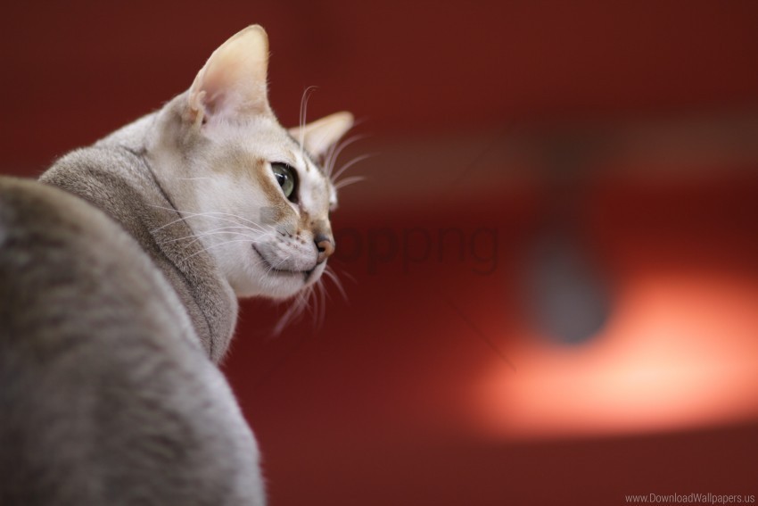 breed color muzzle singapura cat wallpaper PNG files with transparent elements wide collection