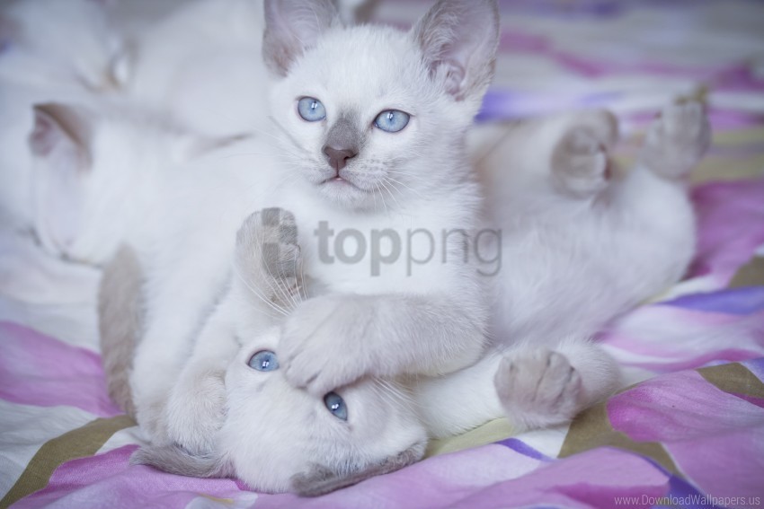 Bright Color Kittens Playful Wallpaper PNG With No Cost