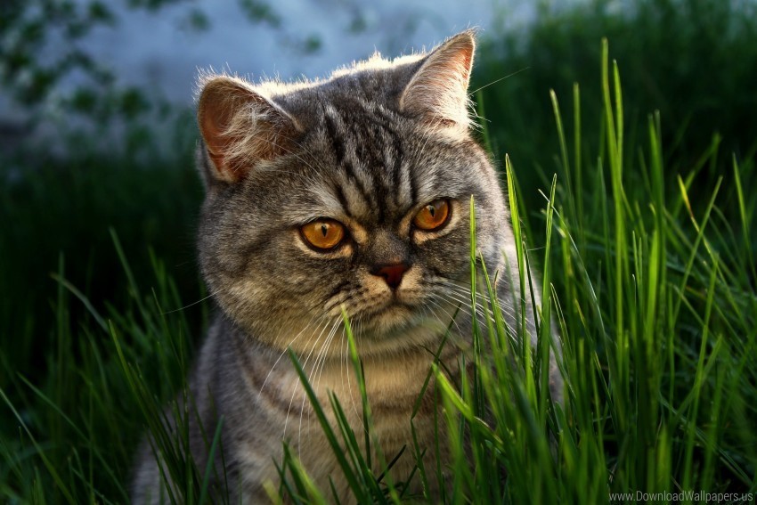 brit cat eyes face grass wallpaper PNG with alpha channel