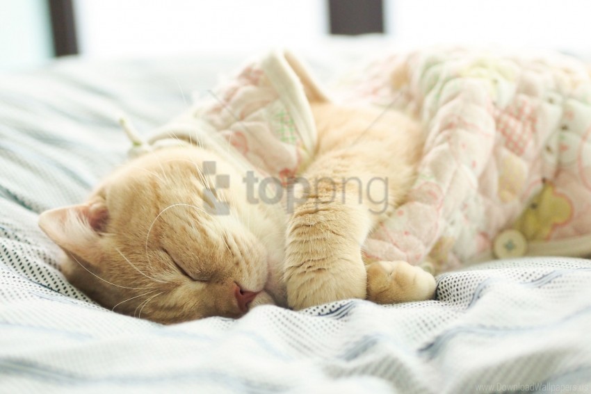 british cat cat sleeping white wallpaper PNG Image Isolated on Transparent Backdrop