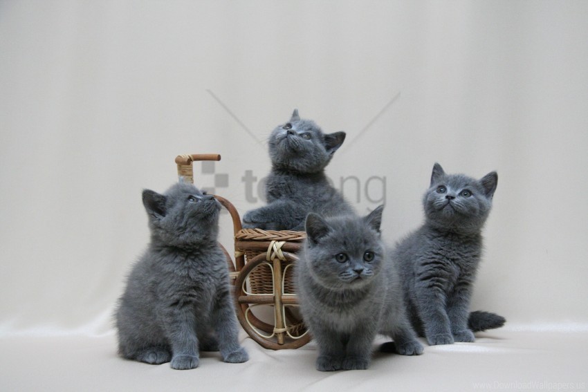 British Color Kittens Photoshoot Thumbnail Wallpaper PNG Graphic With Isolated Transparency