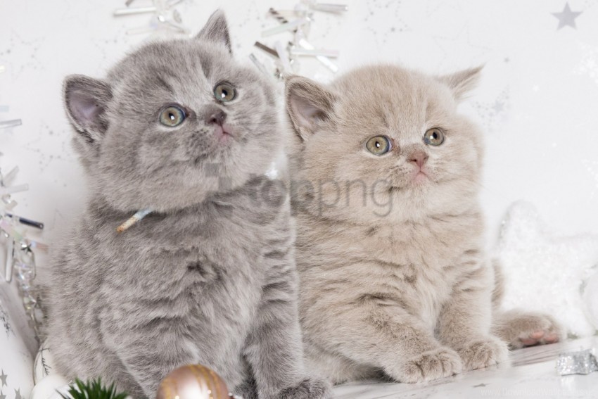 british couple cute kittens wallpaper Isolated Design Element in Clear Transparent PNG