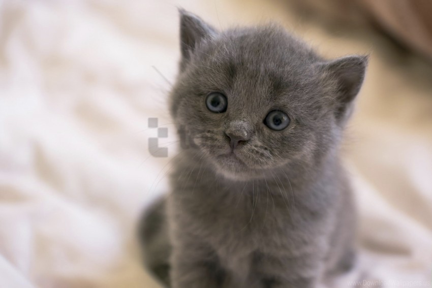 british eyes face kitten wallpaper PNG images without subscription