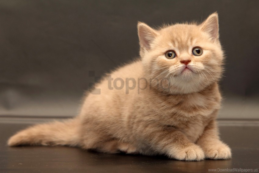 Briton Cute Kitten Wallpaper PNG Image With Transparent Isolated Graphic Element